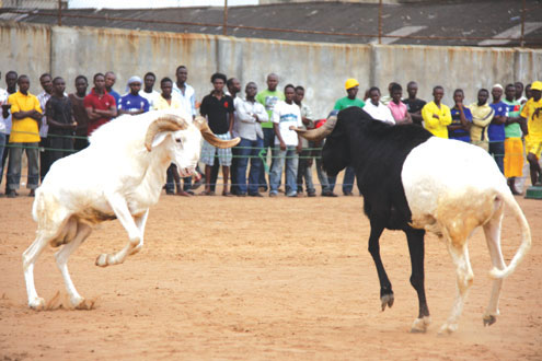 Lagata Ram from Surulere (left) engages Erugale of Ijede during weekendâ€™s Ram tournament in Oshodi, Lagos. Lagata won 12-11 points.. Photo: Akin Farinto