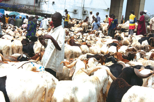 rams: dozens of rams detained in Lagos