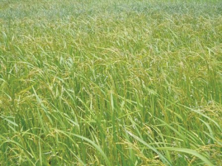 Rice field: Edo farmers speak of bumper harvest