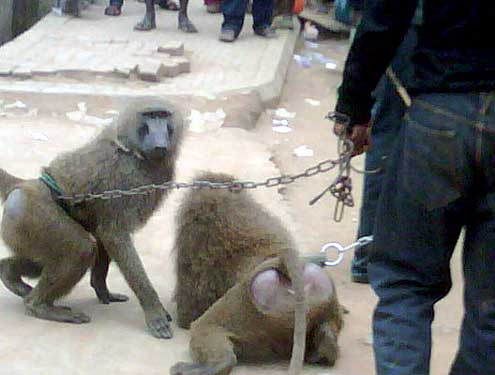 The arrested Monkeys.