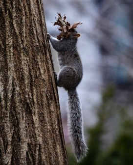 A squirrel runs up a tree with leaves it gathered which it put into an abandoned bird house February 22 in New York's Union Square Park. AFP PHOTO/
