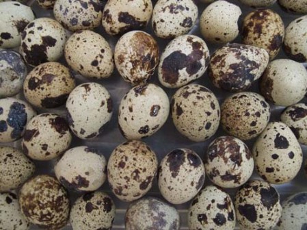 Quail eggs: A super healing food