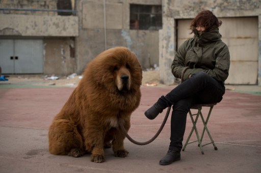 A Tibetan mastiff dog