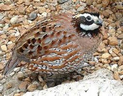 quail bird