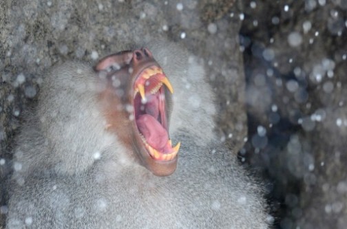 How to Yawn: the baboon style