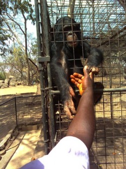 Jos National Zoo: one of the Chimpanzees that clocked 50