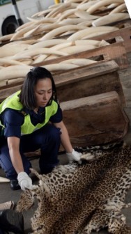 A custom officer places a seized leaopard skin, part ivory tusks, rhino horns and leopard skins seized in Hong Kong on August 7, 2013. AFP photo