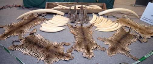 Seized ivory tusks, rhino horns and leopard skins are displayed during a press conference in Hong Kong on August 7, 2013.