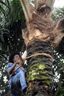 Palm wine tapper Anthony Ozioko climbs a 50-foot palm tree to tap palm wine at Eha-Alumona town, Nsukka district of southeastern Nigeria. AFP Photo