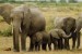 elephants in a park: between 64 and 69 poisoned to death with cyanide in Zimbabwe