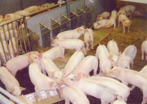 Pig farming