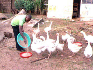 Geese farming