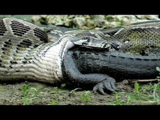 snake eating crocodile