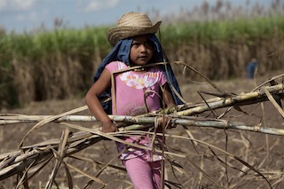 Child labour on a sugar cane farm in Bolivia