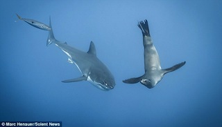 Sea lion taunts great white shark