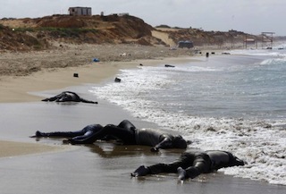 File Photo: The bodies of illegal immigrant lie on the shore