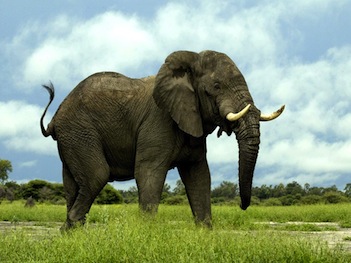 African Elephant