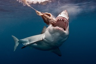 Great White Shark