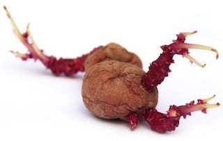 Potato roots in woman vagina
