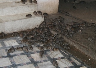 Rats: The harbingers of Lassa Fever