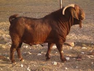 Kalahari Goat