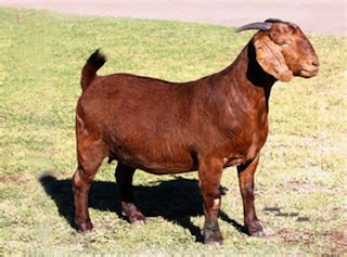 Kalahari she-goat