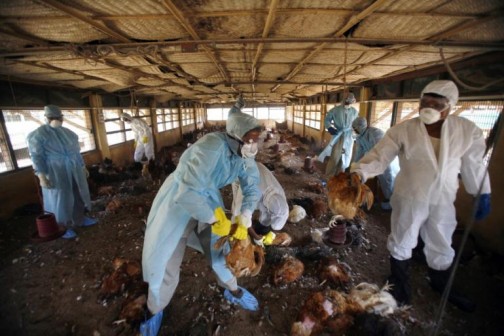 Culled birds being carried away in a poultry