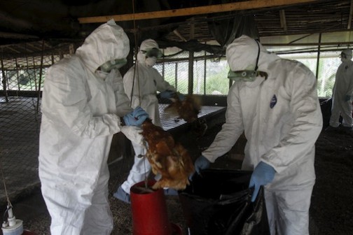 Workers from the Animal Protection Ministry cull chickens to contain an outbreak of bird flu in Ivory Coast Photo: REUTERS/Luc Gnago