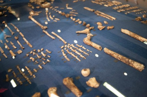 The skeleton of Homo Naledi, a newly discovered human ancestor displayed during the unveiling of the discovery in Maropeng on September 10, 2015 (AFP Photo/Stefan Heunis)
