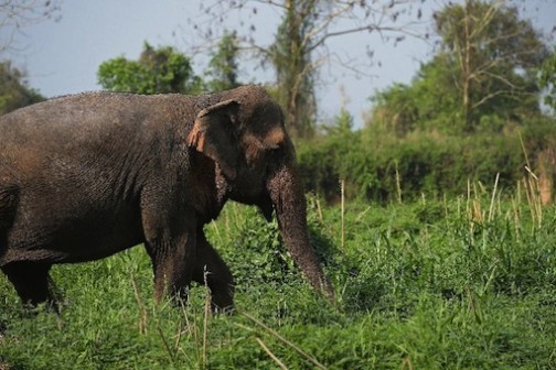 There are an estimated 2,500 wild elephants in Thailand, where the pachyderm is a national symbol  Photo: AFP