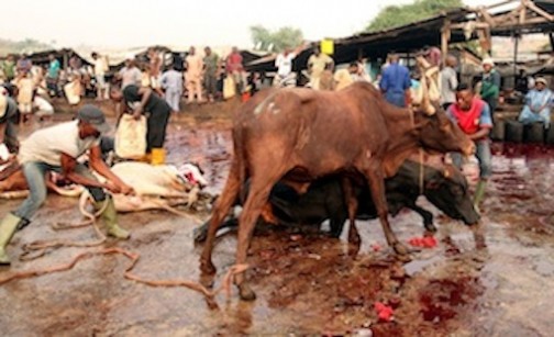 At Agege abattoir, a butcher drags a cow to the slaughter lab Photo: PM News