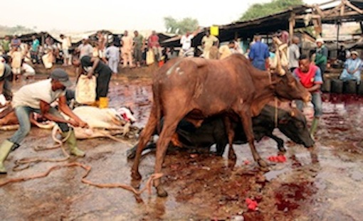 Butchers-trying-to-drag-down-a-cow-for-slaughter.