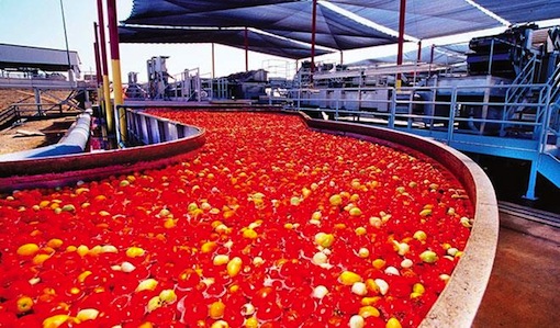 Dangote Tomato Factory- begins test production