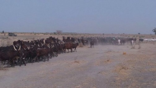 Nigerian Army cow cattle