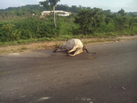 A cow that died as a result of the auto crash