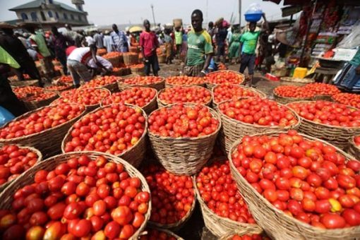 tomato-market