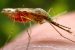 As the fight for its eradication intensifies globally, Nigeria still accounts for 25 percent of cases of malaria fever in the world.