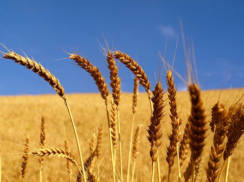 wheat_farm