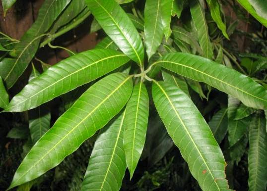 mango-leaf