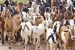 Police nab two suspects with 57 goats and 28 sheep stolen from Tulmi community in Akko Local Government Area of Gombe State.