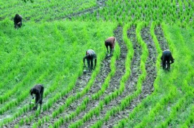 rice-production