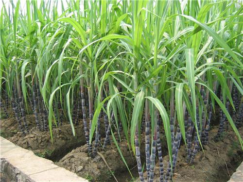 sugarcane-farming