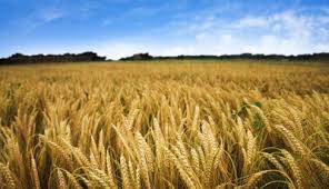 wheat-farm