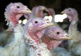 Chicken contaminated with bird flu