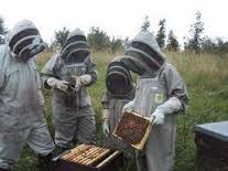 bee farmers