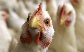 chicken with bird flu