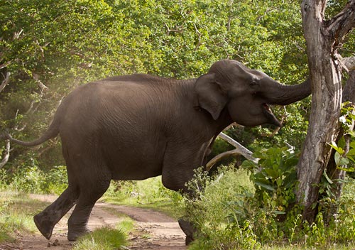 wild-elephant