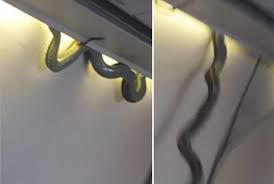 snake on plane