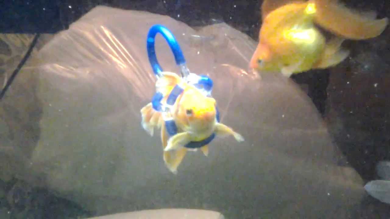 Fish Gets Wheelchair