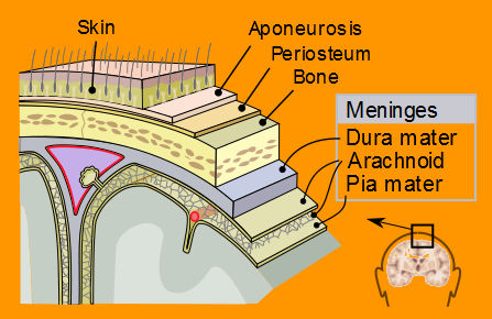 Meninges-en